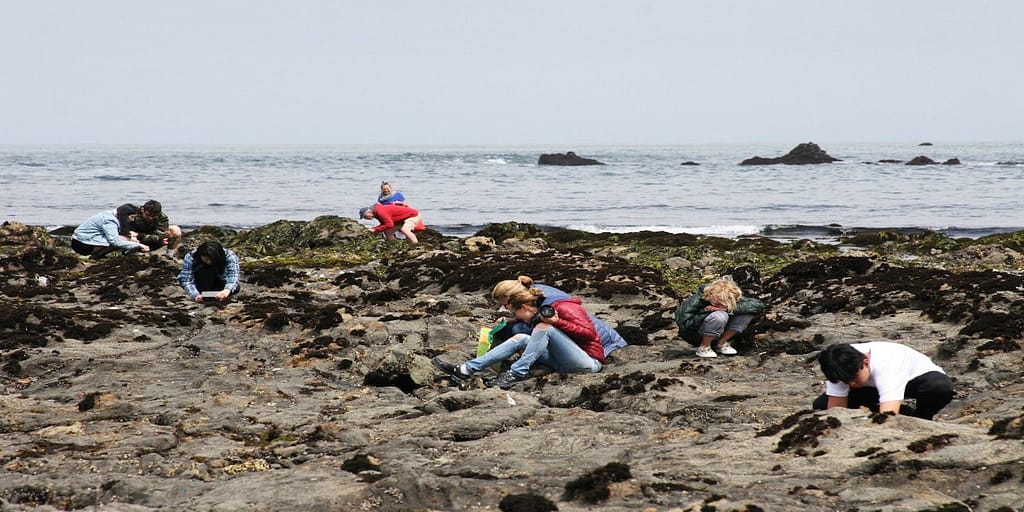 fitzgerald marine reserve moss beach_bay area family friendly outdoor_feature image_800x400_cshen