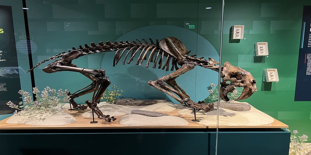 sabertooth cat bones_sf cal academy_feature image_800x400