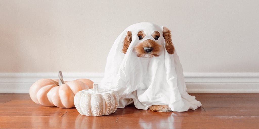 halloween costumes_dog ghost_feature image_800x400_paige cody unsplash
