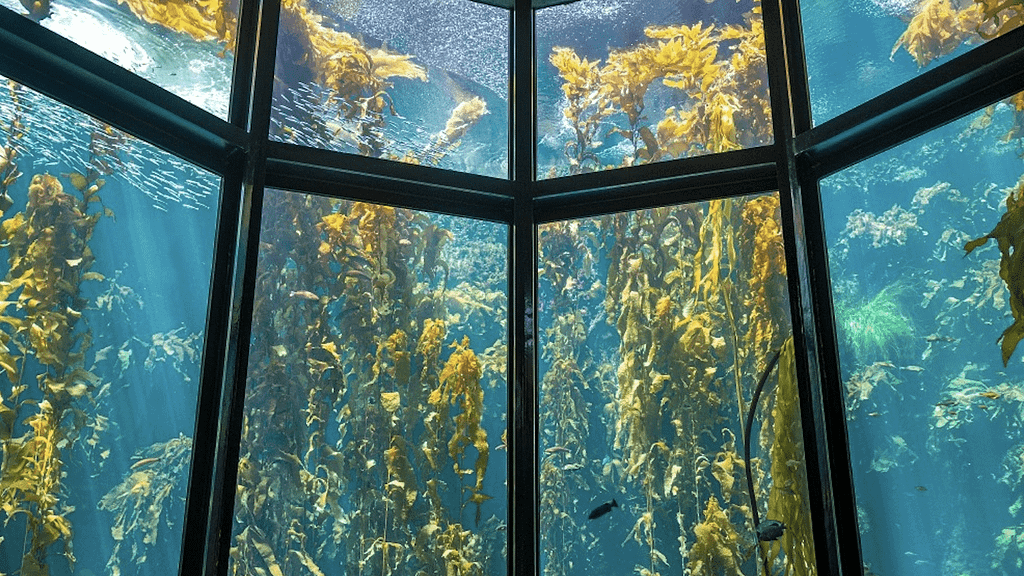 Monterey Bay Aquarium-Monterey Peninsula-Places to Visit-credit Monterey Bay Aquarium-800x450