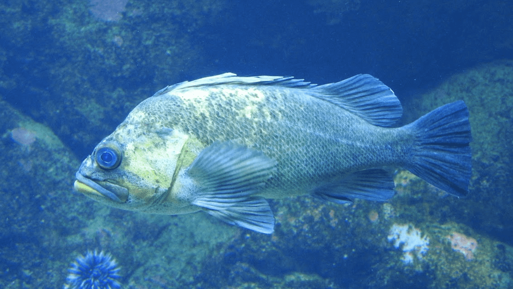 best-scuba-diving-southern-california-rockfish-800x450-yann-kemper