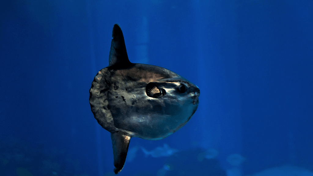 best-scuba-diving-southern-california-mola-mola-800x450-yohann-cordelle