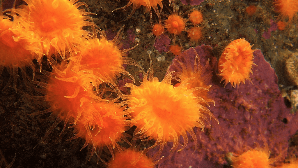 best-scuba-diving-Monterey Peninsula-orange-cup-coral-800x450-twey