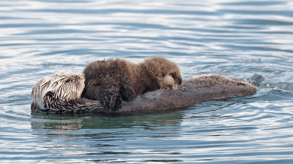best-scuba-diving-Monterey Peninsula-sea-otters-800x450-mike-baird