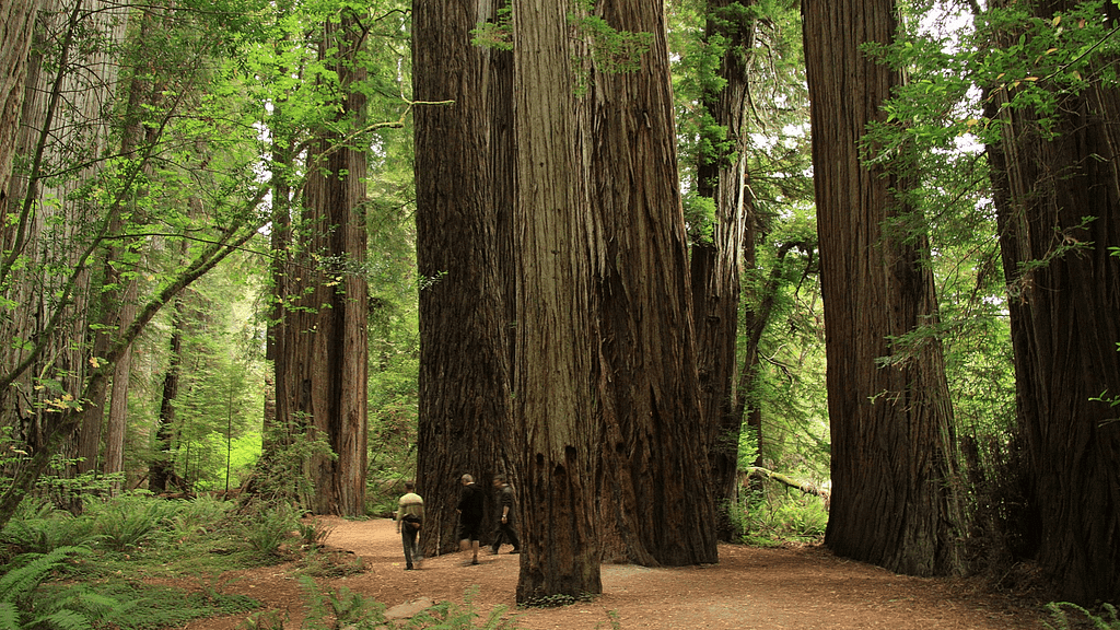 top-five-scenic-drives-northern-california-Jedediah-Smith-Redwoods-800x450