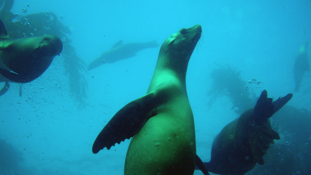 best-scuba-diving-southern-california-channel-island-seals-800x450-National Marine Sanctuaries Media Library