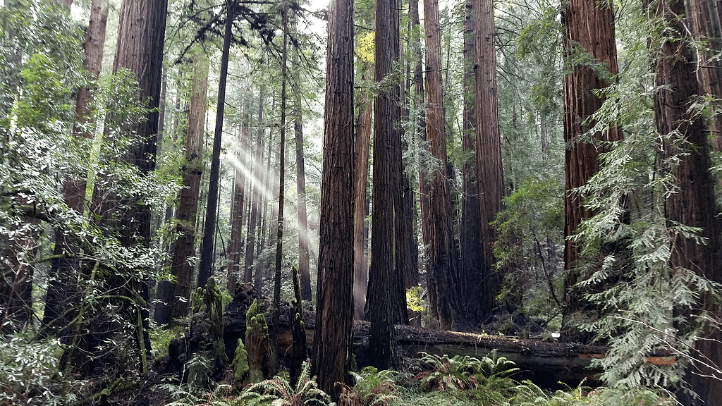 Muir Woods-Redwoods-credit Melanie Haynes:Unsplash-800x450
