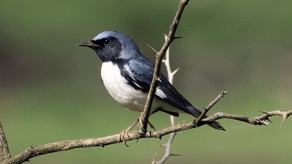 birding-Black-throated_blue_warbler-800x450-Charles James Sharp
