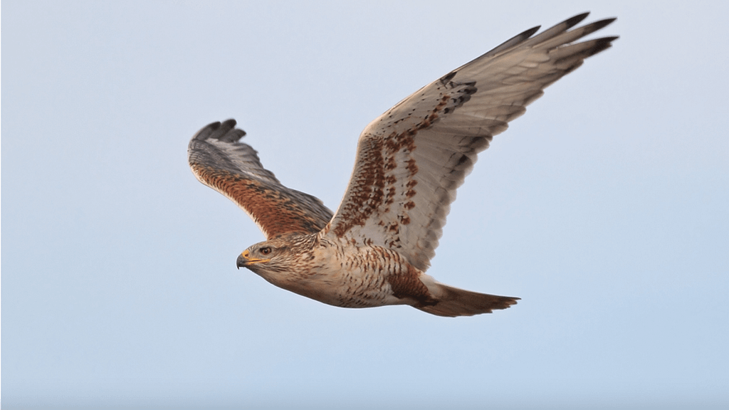 birding-ferruginous-hawk-800x450-Shravans14