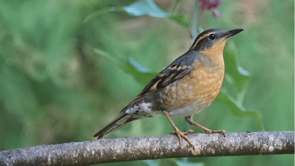 birding-golden-crowned-sparrow-800x450-Becky Matsubara