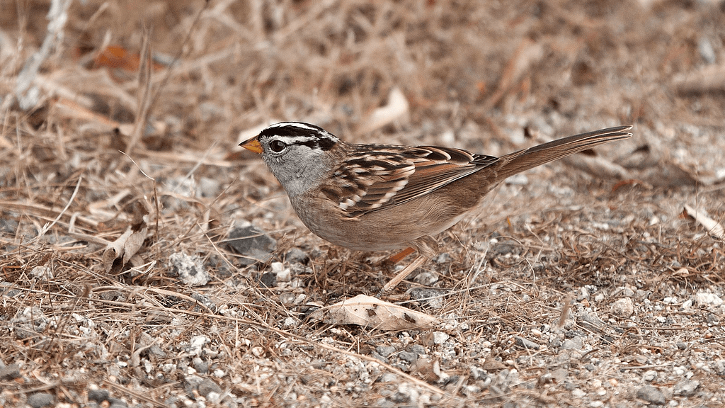 birding-white-crowned-sparrow-800x450-Frank Schulenburg