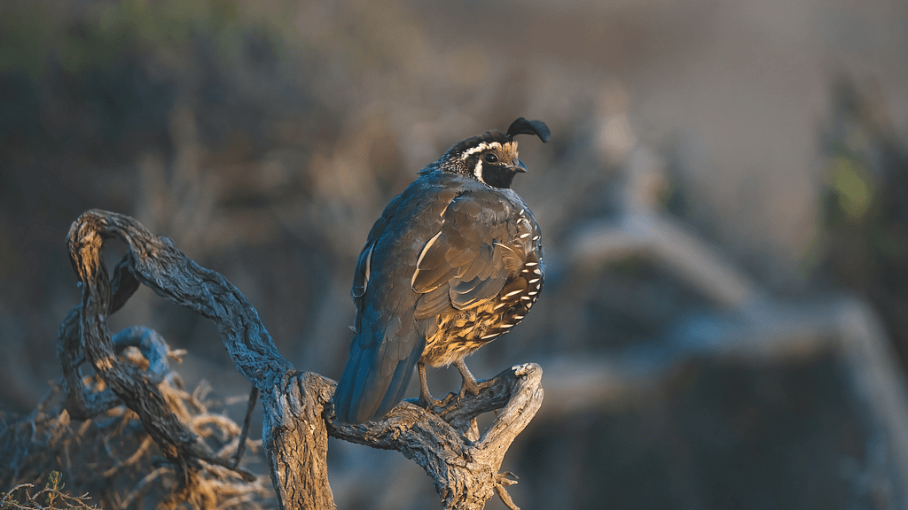 quail_xmas bird count_800x450_ys