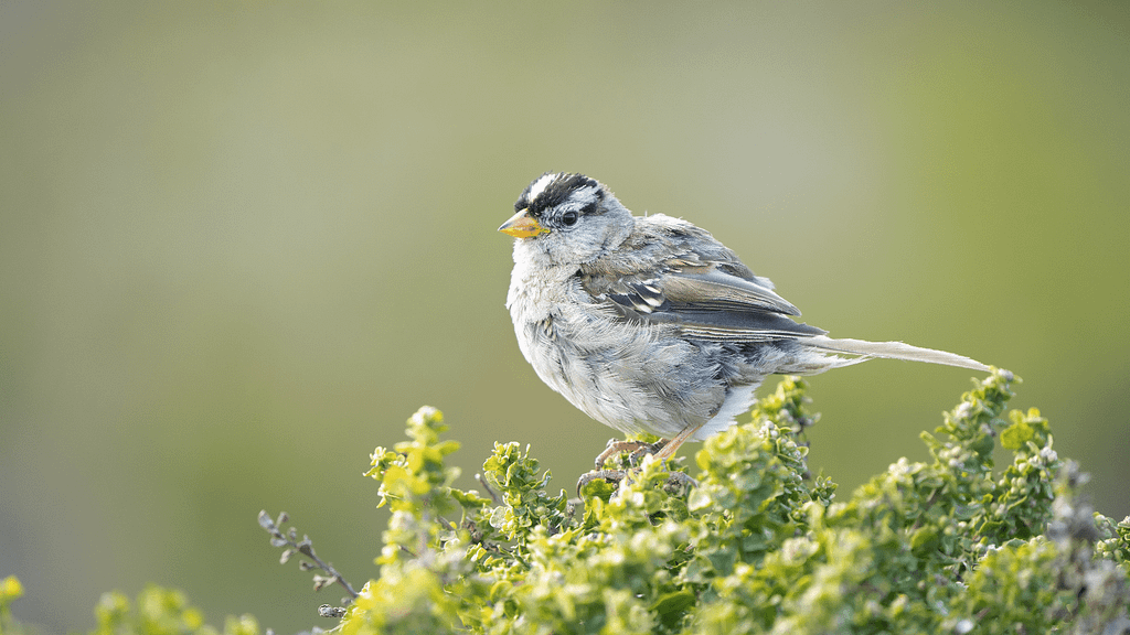 white crowned sparrow_xmas bird count_800x450_ys
