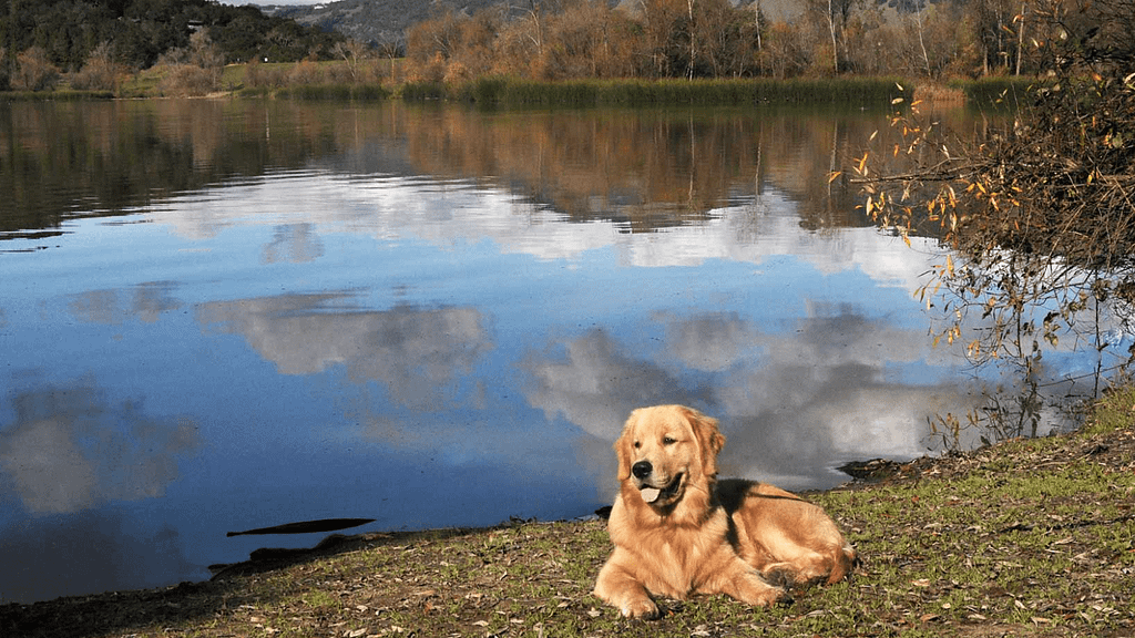 dog at river_pet friendly_800x450_sonoma county tourism