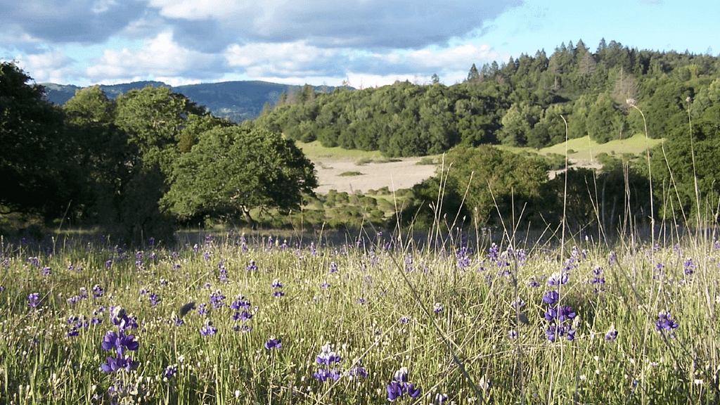 AnnadelStatePark_wine country summer adventures_800x450_Brian Michelsen