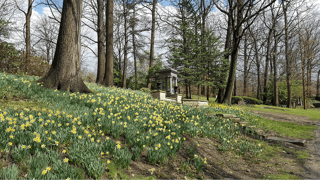 daffodil hill_norcal wildflowers_800x450_Tim Evanson