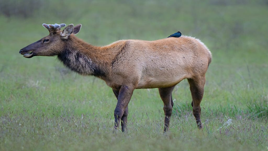 elk_redwood state and national park_800x450_y s