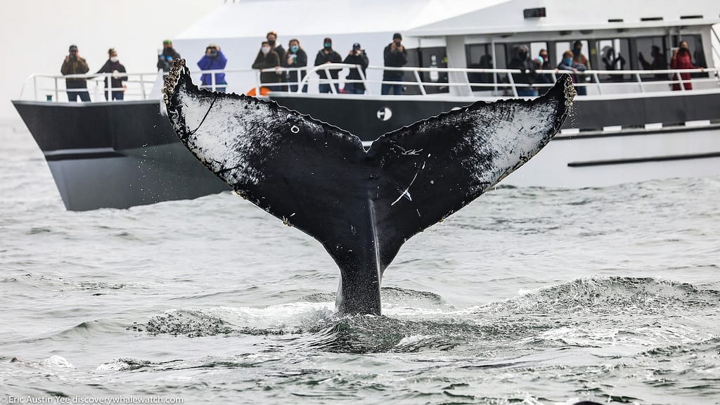 Discovery Whale Watch-Monterey Bay-Whale Watching-credit @DiscoveryWhaleWatch-1600x900(3)