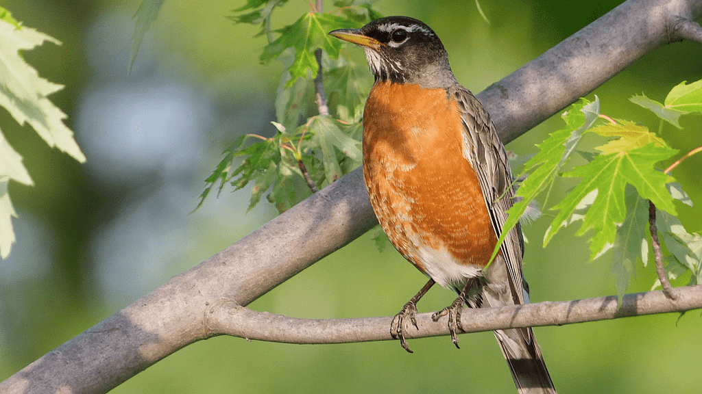 American Robin — Santa Clara Valley Audubon Society