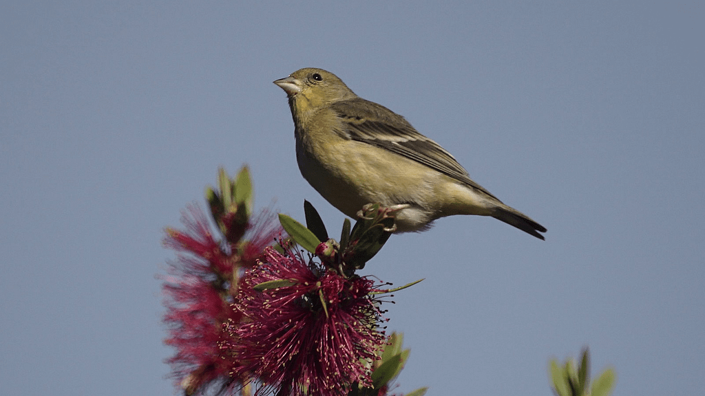 American Robin — Santa Clara Valley Audubon Society