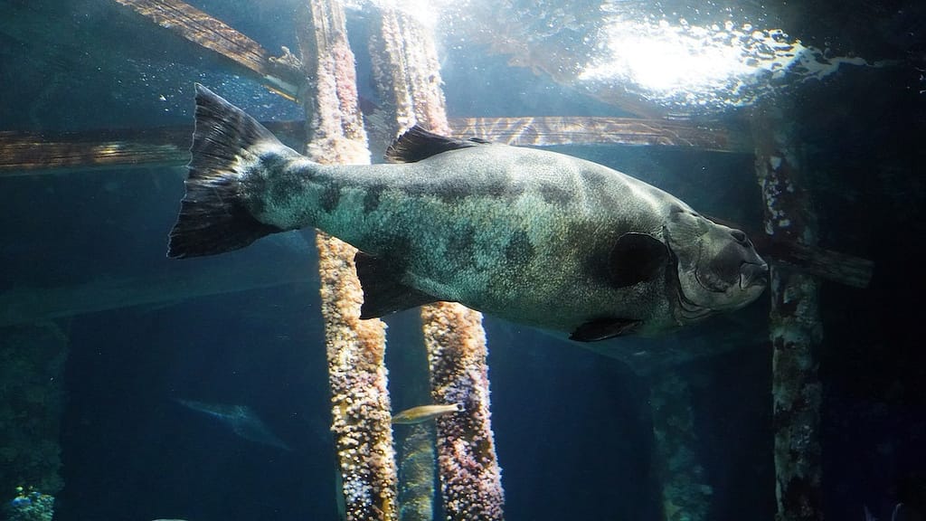 Aquarium of the Bay_San Fracisco_California_GiantSeaBass_1200x675