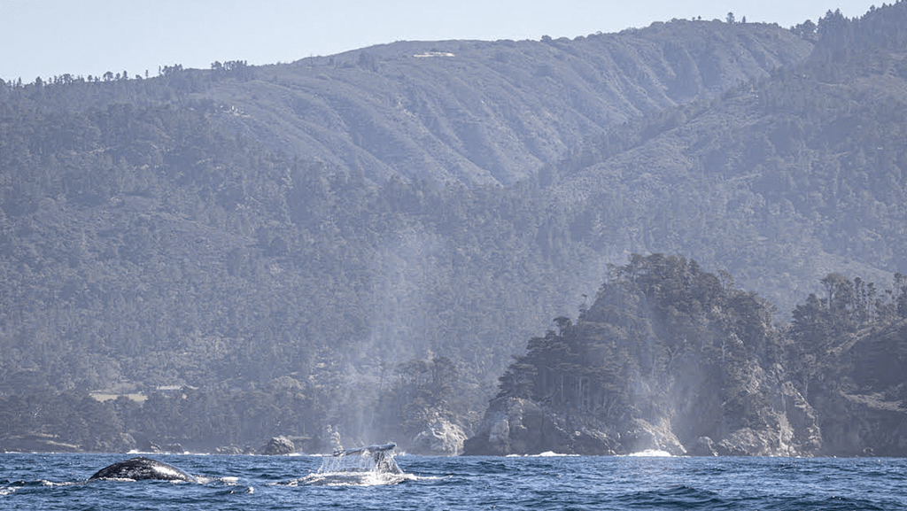 Gray Whales-Point Lobos-credit Daniel Bianchetta:Monterey Bay Whale Watch-800x450