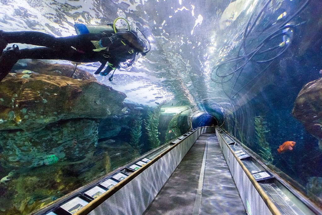 Aquarium of the Bay_San Fracisco_California_1200x800_Tunnel Dive_2