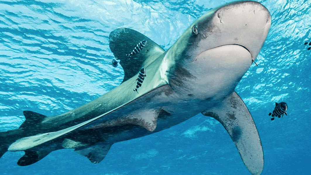 best-scuba-diving-big-island-oceanic-whitetip-shark-800x450-Alexander-Vasenin