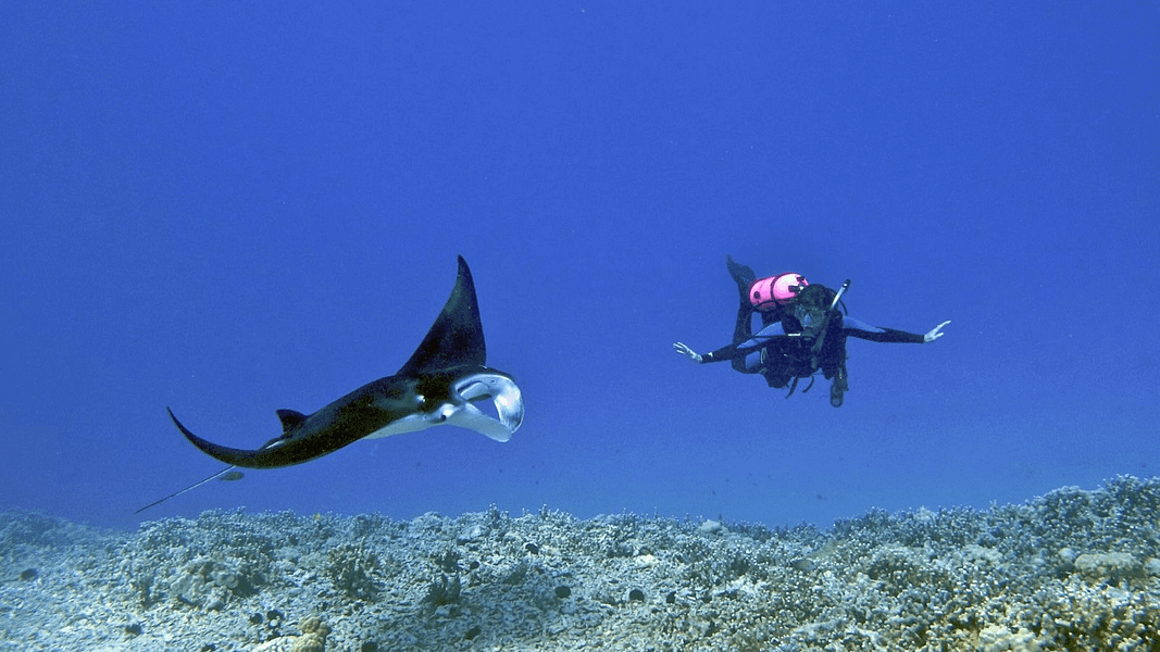 best-scuba-diving-big-island-manta-ray-800x450-Jacopo-Werther