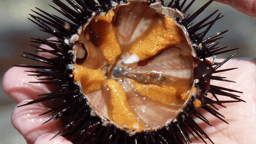 eat_hawaii food glossary_wana_800x450_food republic