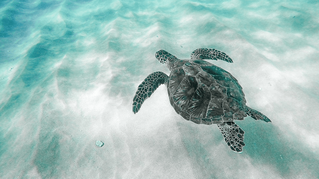 sea turtle_snorkeling_800x450_ashley lee