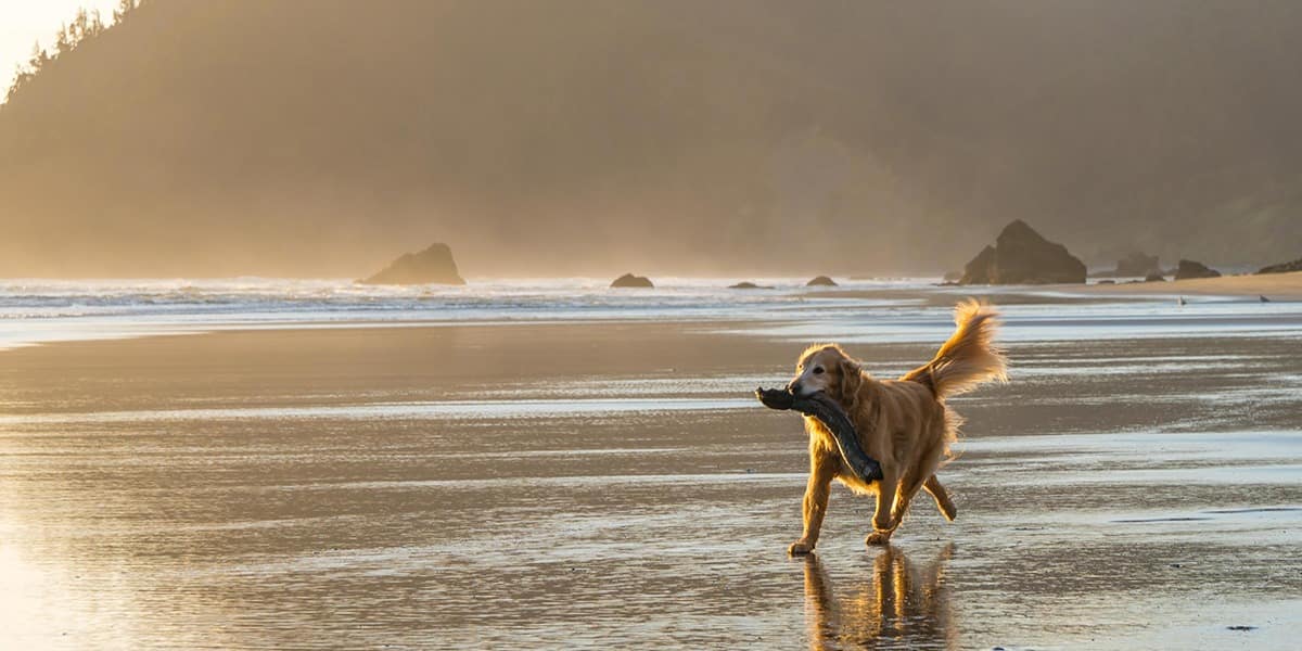 Best-northern-california-dog-friendly-beaches-paul-buffington-Lwe2hbm5XKk-unsplash-1200