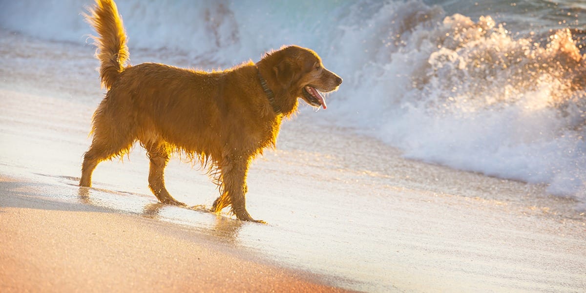 best-northern-california-dog -on-beach