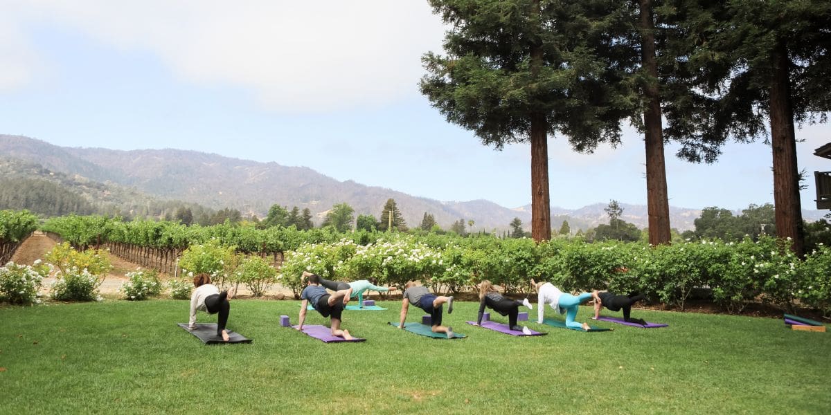 people doing yoga in front of grape vines