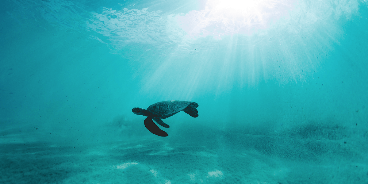 sea turle_water poipu_feature image_800x400_sarah lee