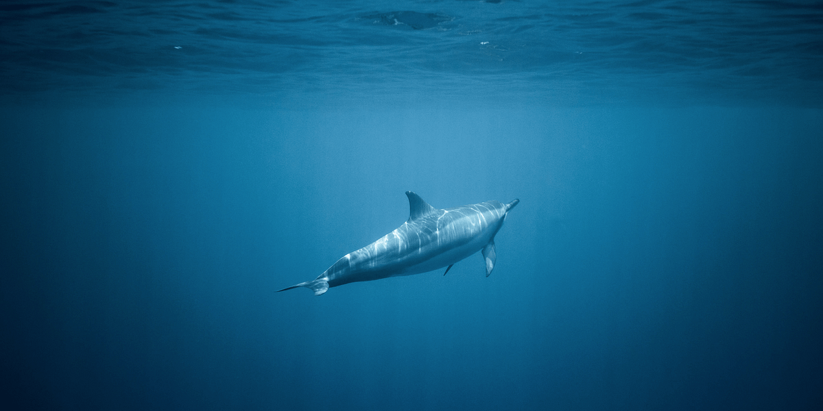 snorkeling waikiki_dolphin_feature image_800x400_jeremy bishop