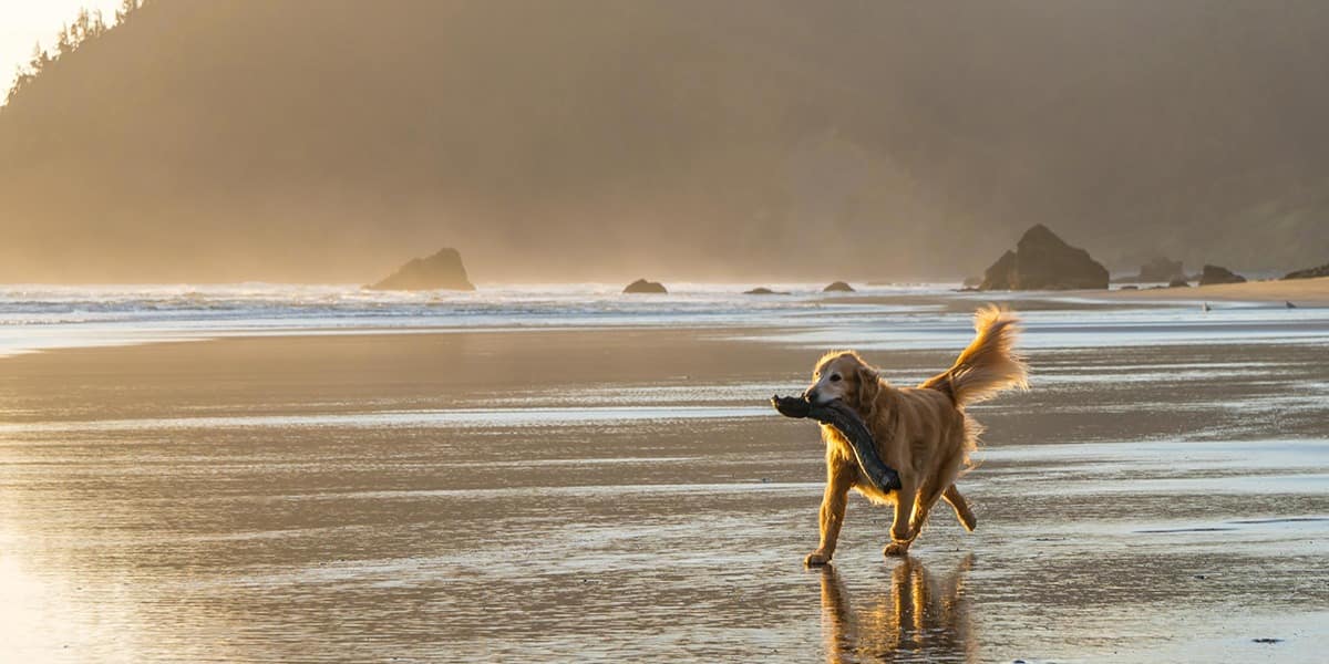 The Coolest Dog Friendly Beaches In