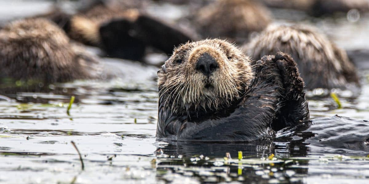 sea otter in the water