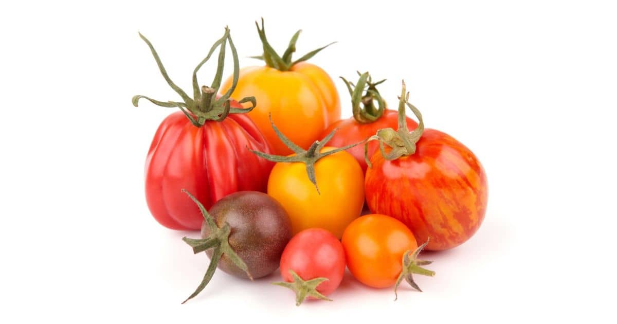 tomatoes