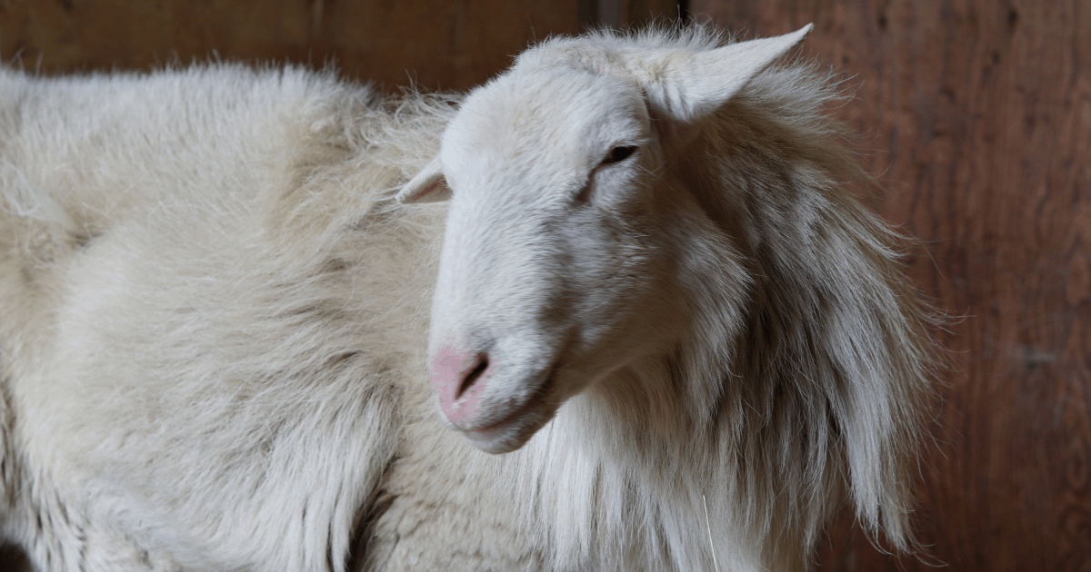 a fluffy sheep