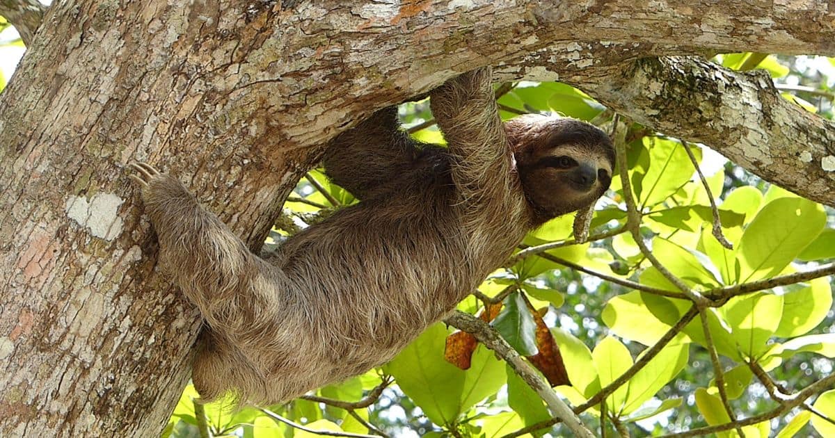sloth hanging on tree