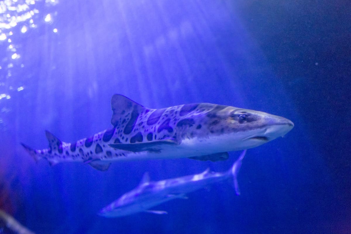 Aquarium of the Bay_San Fracisco_California_LeopardShark