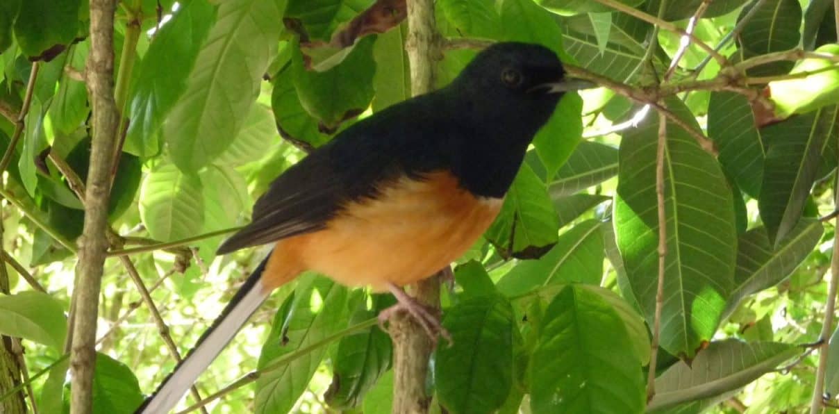 Copsychus Malabaricus