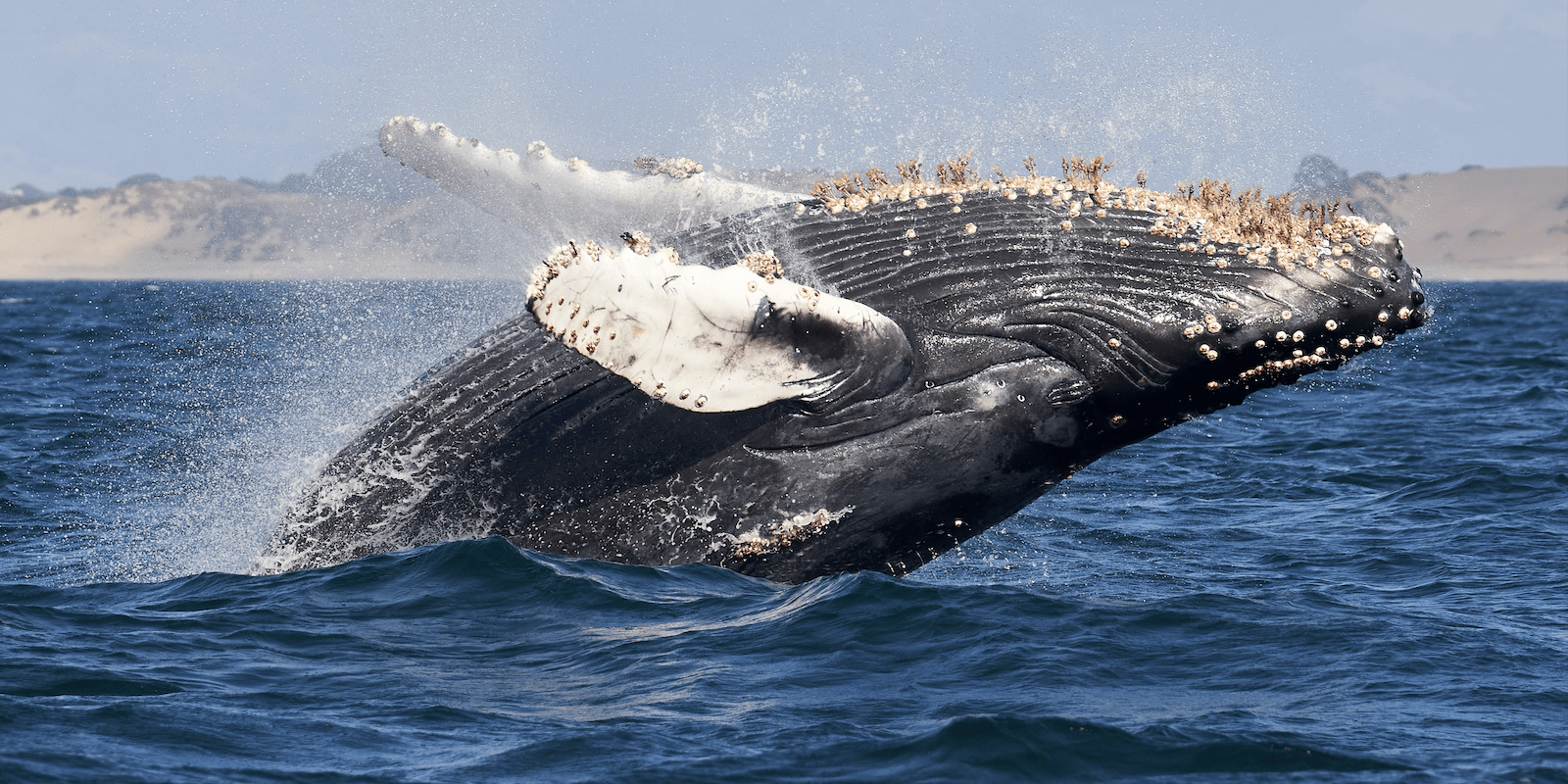 do_whale watching_humpback_800x400_mike doherty