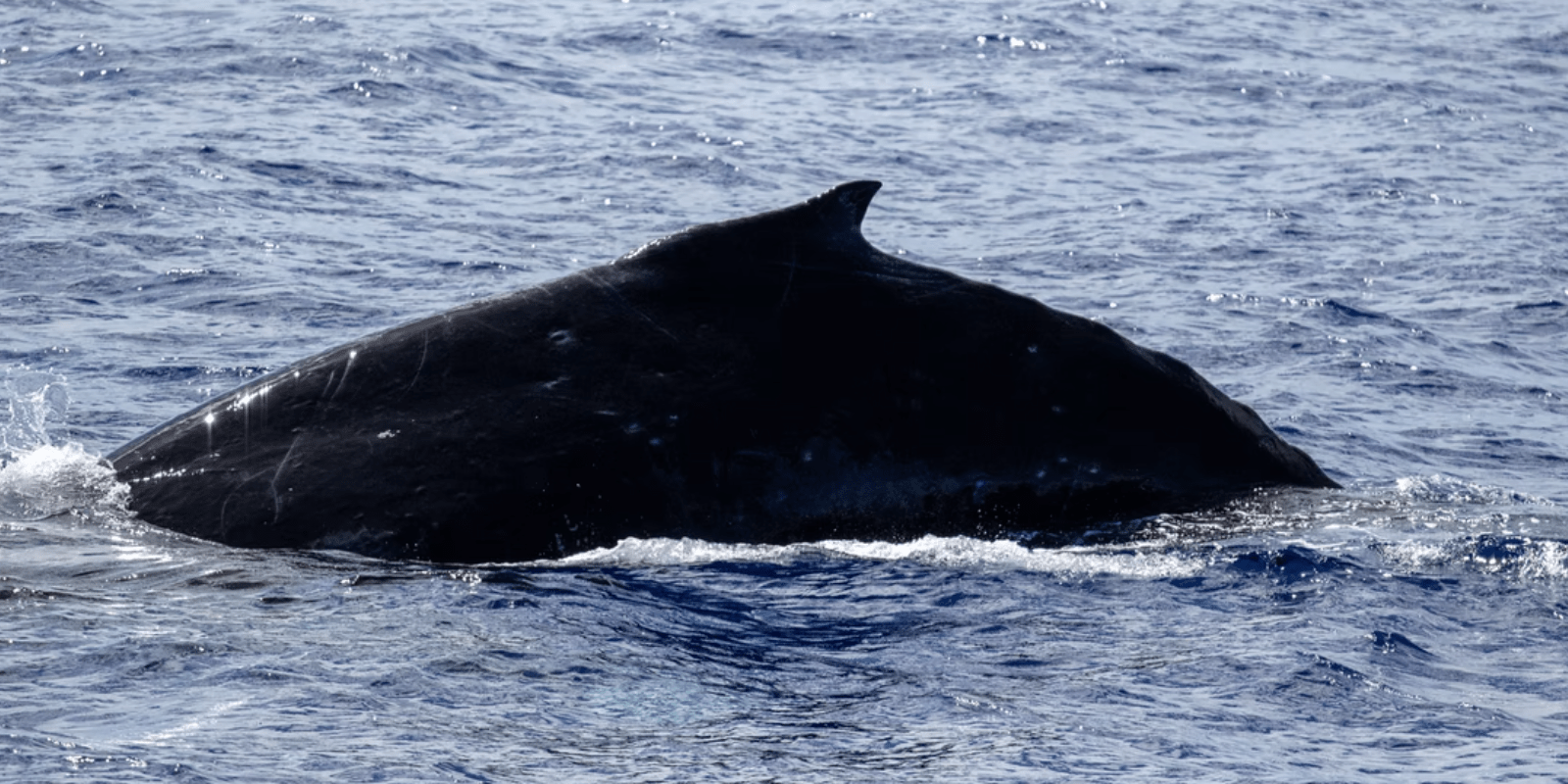 humpack whale lahaina_feature image_800x400_colton jones
