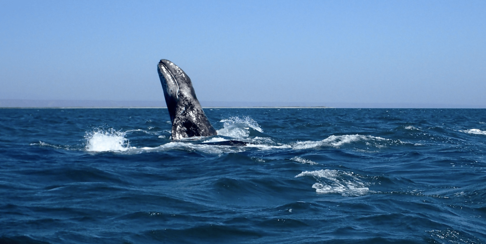 Gray Whale-credit Amanda Townsel:Oceanic Society-feature-800x400