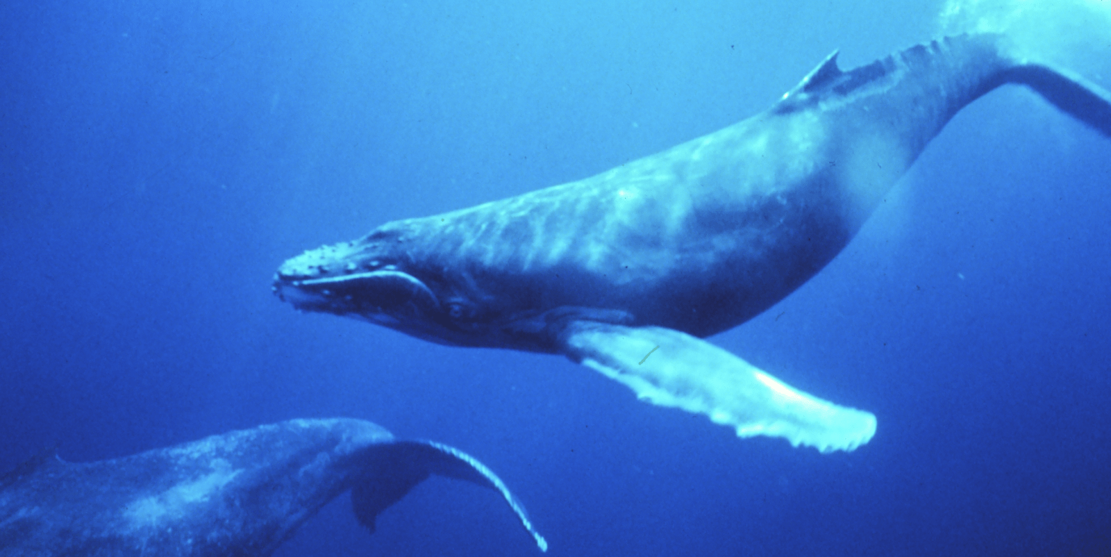 Humpback Whales-Whale Fun Facts-credit Dr. Louis M. Herman-feature-800x400