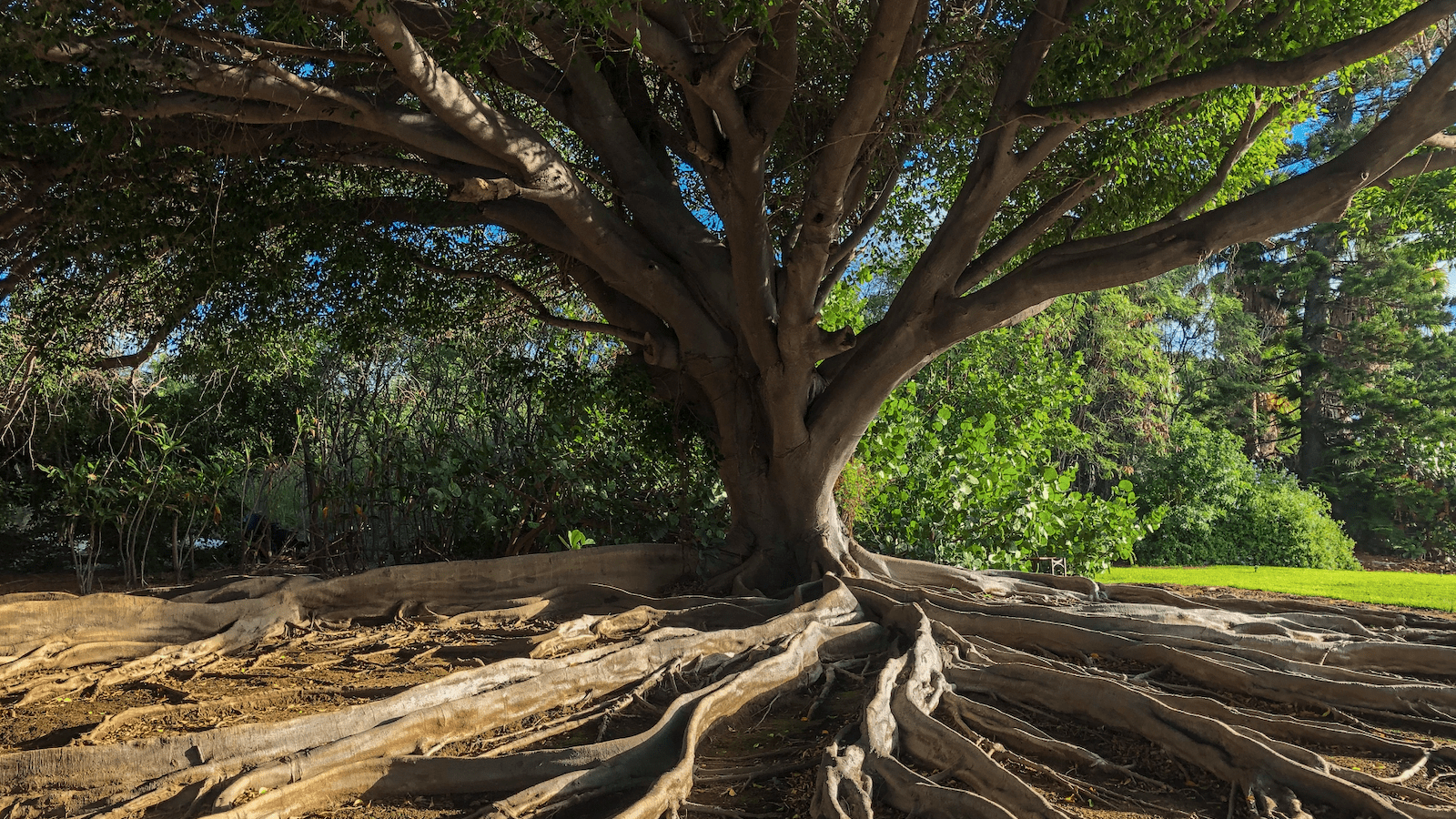 do_Peninsula Monterey_tree of life_800x450_Emma Gossett