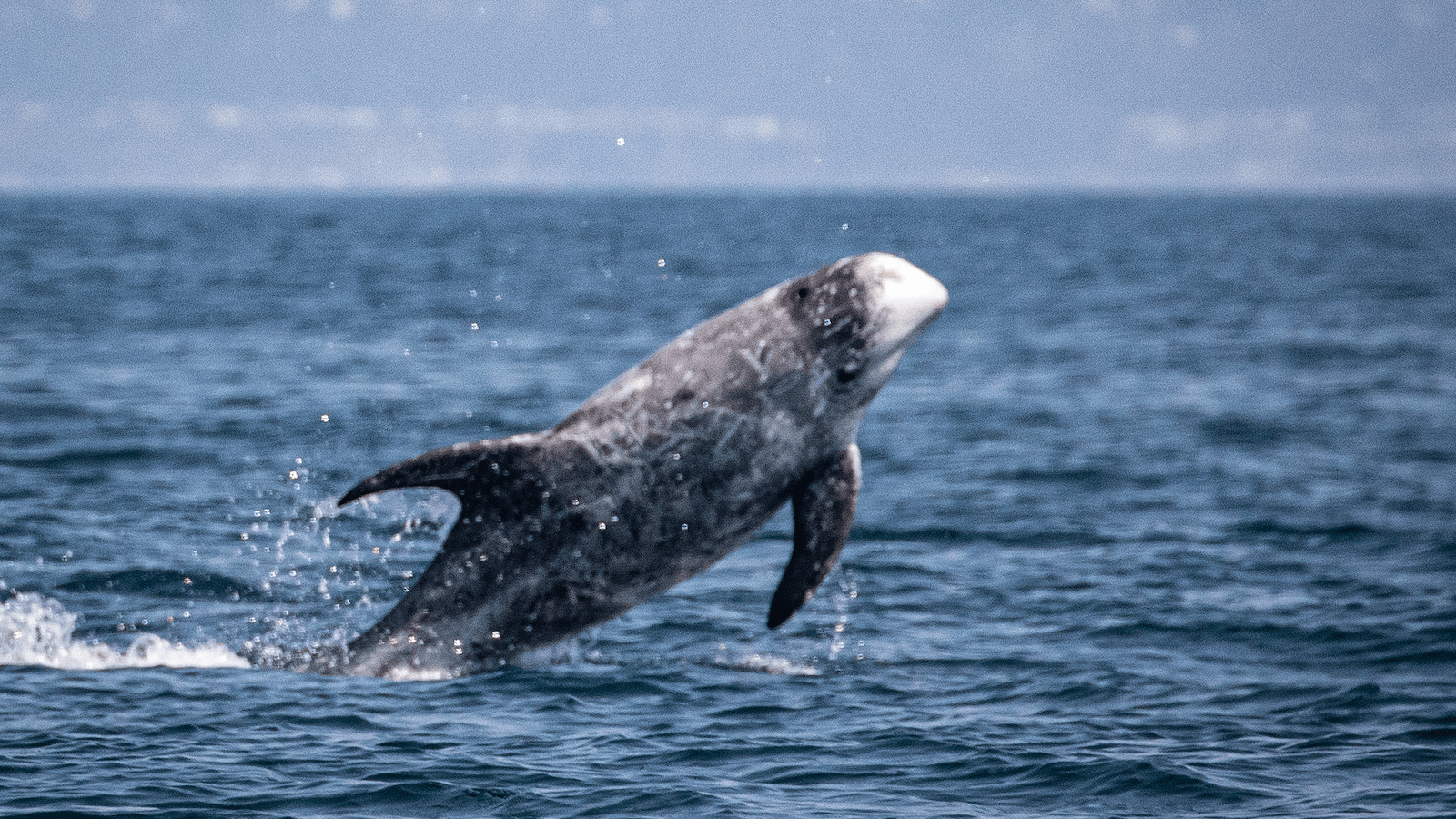do_whale watching_Risso_s dolphin _800x450_Daniel Bianchetta _ Monterey Bay Whale Watch
