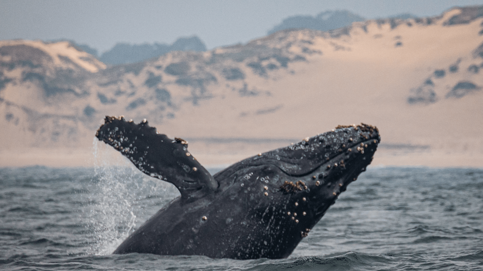 do_whale watching_baby humpback whale _800x450_Daniel Bianchetta _ Monterey Bay Whale Watch